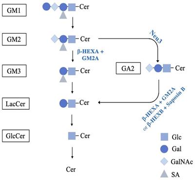 Characterization of a phenotypically severe animal model for human AB-Variant GM2 gangliosidosis